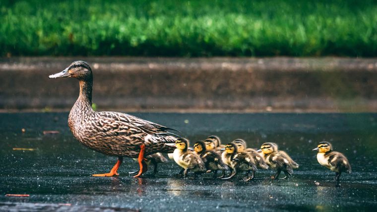 A duck guiding a bunch of ducklings into the right direction